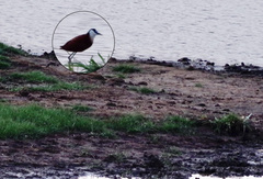 Actophilornis africanus