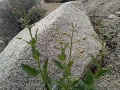 Scrophularia desertorum