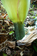 Amorphophallus titanum
