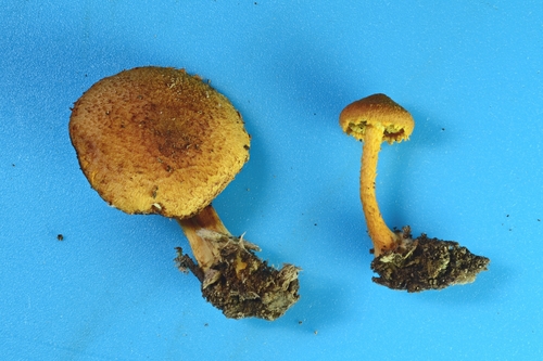 Pleuroflammula
