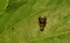 Homoneura trypetoptera