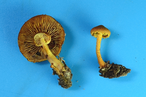 Pleuroflammula (Photo 2 of 8)
