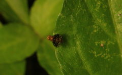 Homoneura trypetoptera