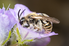 Dufourea trochantera