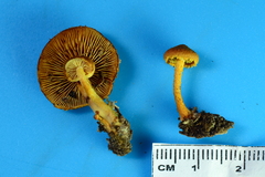 Pholiota subsulphurea