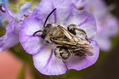 Dufourea trochantera