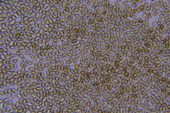 Pholiota subsulphurea