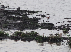 Actophilornis africanus