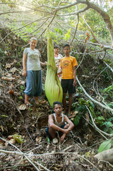 Amorphophallus titanum