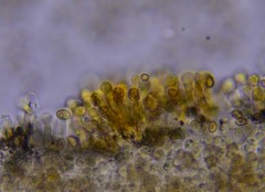 Pholiota subsulphurea