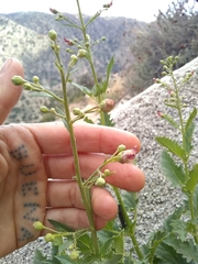 Scrophularia desertorum