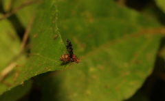 Homoneura trypetoptera