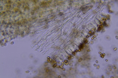 Pholiota subsulphurea