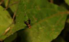 Homoneura trypetoptera