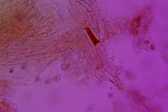 Pholiota subsulphurea
