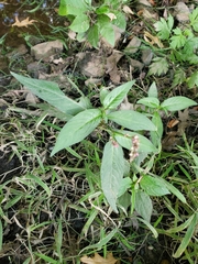 Persicaria