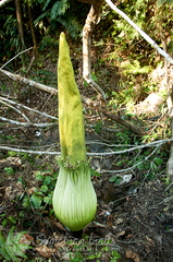 Amorphophallus titanum