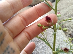 Scrophularia desertorum
