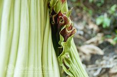 Amorphophallus titanum