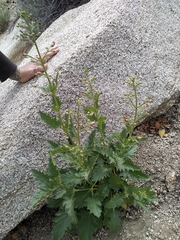 Scrophularia desertorum