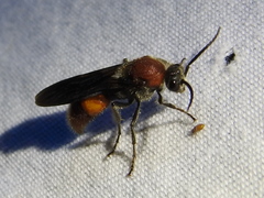 Timulla ocellaria