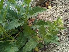 Scrophularia desertorum