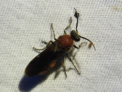 Timulla ocellaria