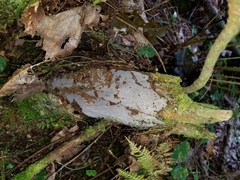 Scotomyces subviolaceus
