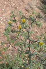 Berkheya onobromoides carlinoides