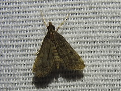 Steniodes declivalis