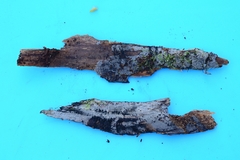 Scotomyces subviolaceus