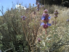 Salvia dorrii