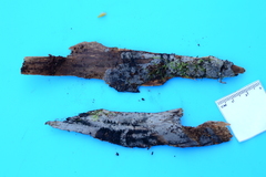 Scotomyces subviolaceus