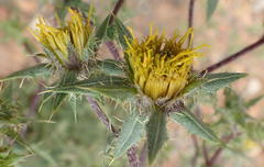 Berkheya onobromoides carlinoides