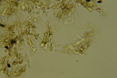 Scotomyces subviolaceus