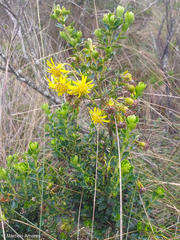 Monticalia arbutifolia