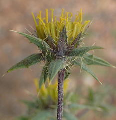 Berkheya onobromoides carlinoides