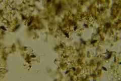 Scotomyces subviolaceus