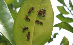 Ropalidia cyathiformis