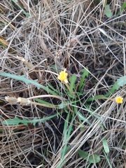 Taraxacum bessarabicum