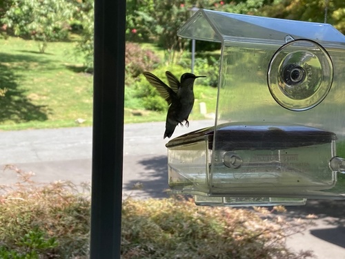 Ruby-throated Hummingbird photographed in Maryland