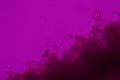 Scotomyces subviolaceus