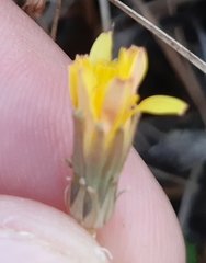 Taraxacum bessarabicum