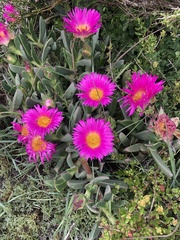 Carpobrotus quadrifidus