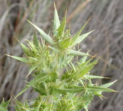Berkheya onobromoides carlinoides