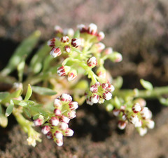 Corrigiola litoralis