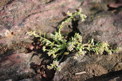 Corrigiola litoralis