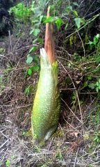 Amorphophallus titanum