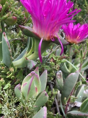 Carpobrotus quadrifidus