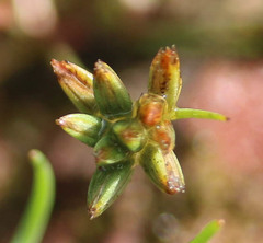 Juncus pygmaeus